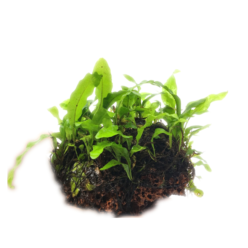 青龙石凤尾苔莫斯绑火山石凤尾石活体水草造景凤尾沉木造景包邮