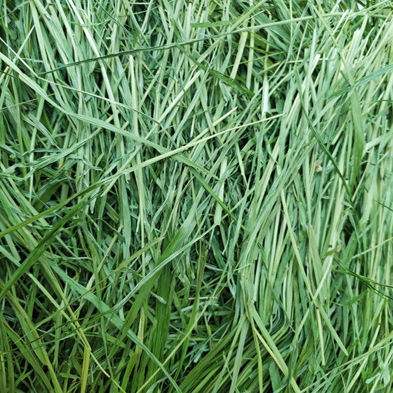 20年烘干摩西草箱毛重1kg提木西草干草牧草兔兔干草