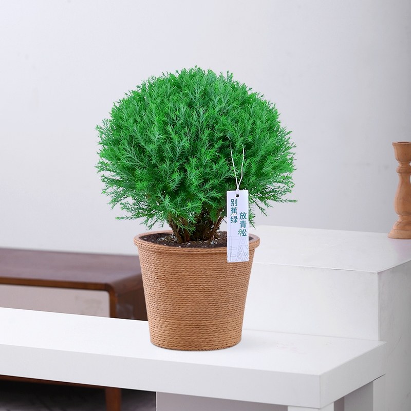 心森雾凇招财桌面老桩绿植小盆盆景室内办公室绿植