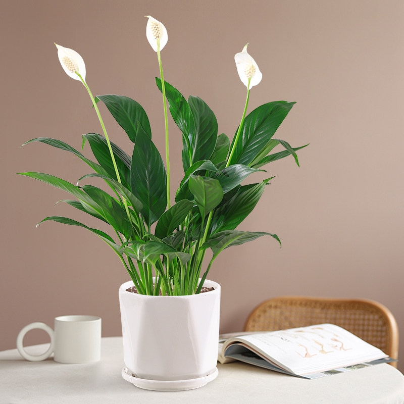 心森美酒白掌花卉一帆风顺绿植水培好养室内水养绿植