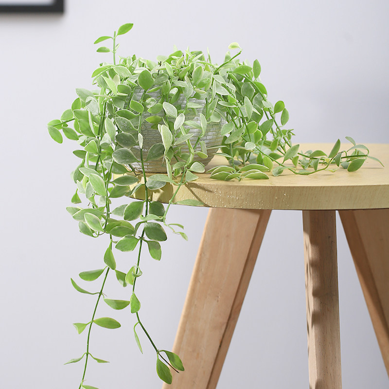 心森岚花叶金边翡翠吊兰植物爬藤垂吊绿植室内绿植