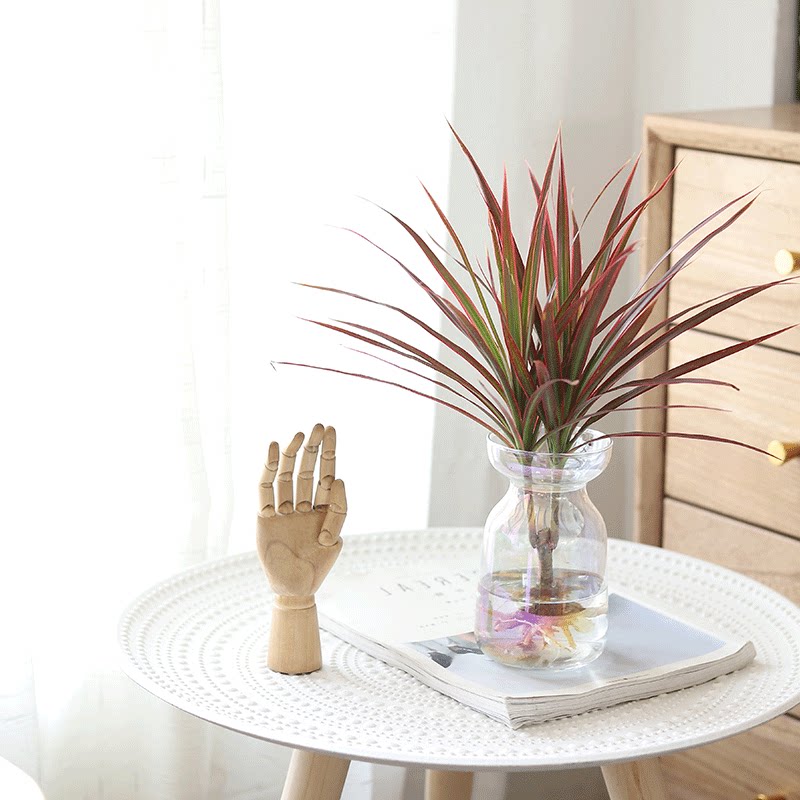 心森岚水培七彩铁五彩千年木植物室内办公室桌面四季好养水养盆栽