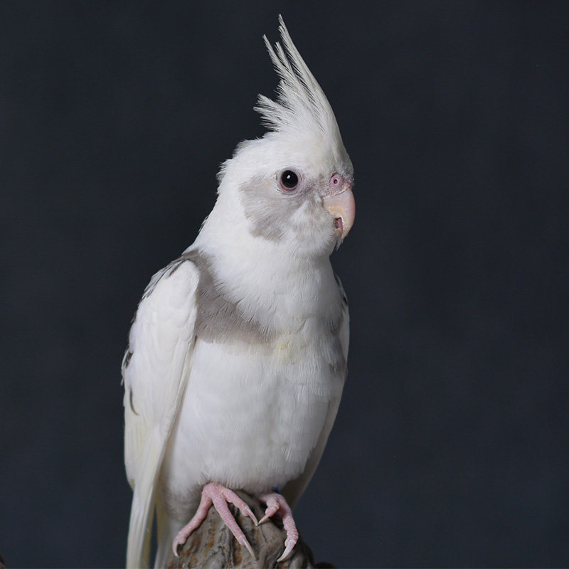 玄凤雏鸟观赏亲人半毛虎皮鹦鹉活体幼鸟手养鸟