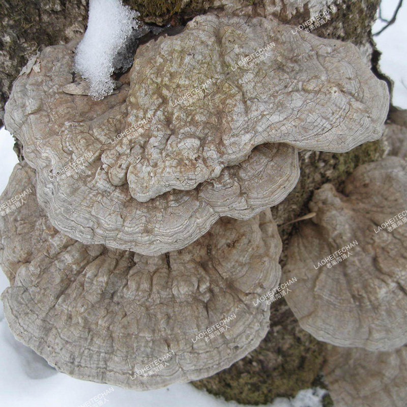 灵芝长白山纯野生平正品树舌干货老牛整枝免费整枝灵芝