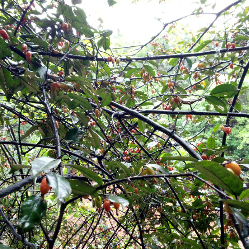 羊奶树苗四季一份绿植盆栽常青树桩秃子胡秃子绿植