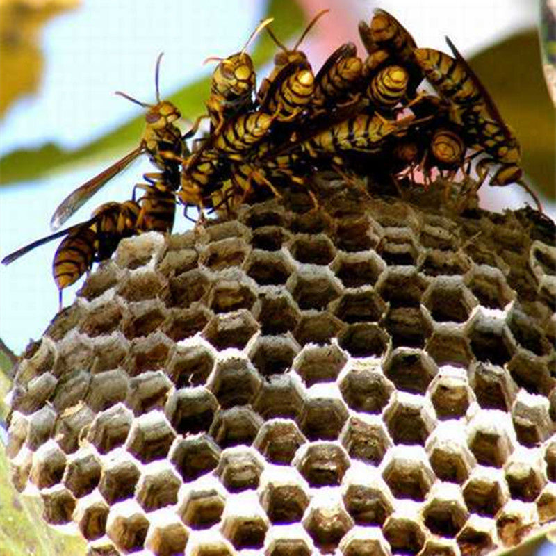 伏牛山蜂房野生马蜂窝马蜂房蜜蜂房中露蜂房巢散中草药大黄胡蜂