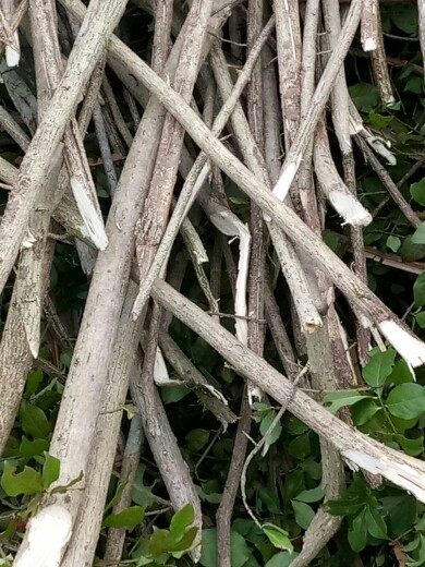 新鲜野生药材鬼箭羽卫六月四面八树枝叶500克绿植