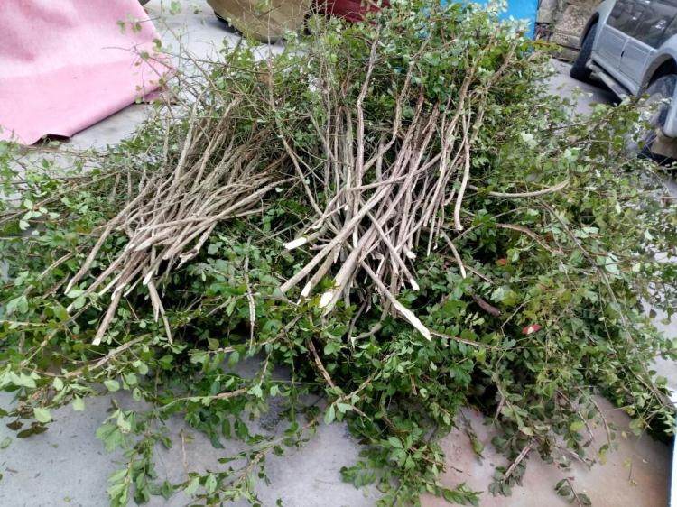 新鲜野生药材鬼箭羽卫六月四面八树枝叶500克绿植