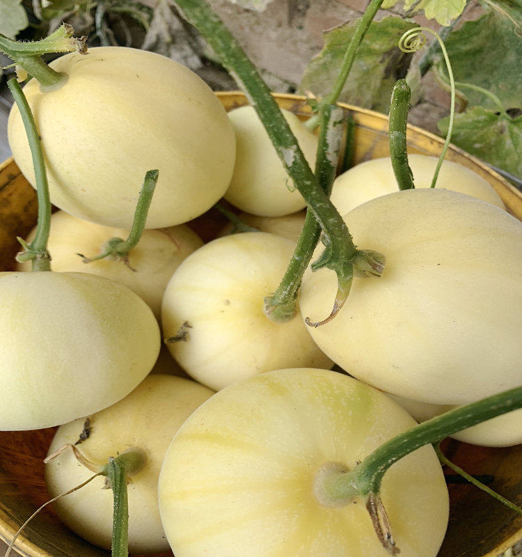 香瓜东北水果白糖甜瓜特产新鲜现摘现发顺丰甜瓜