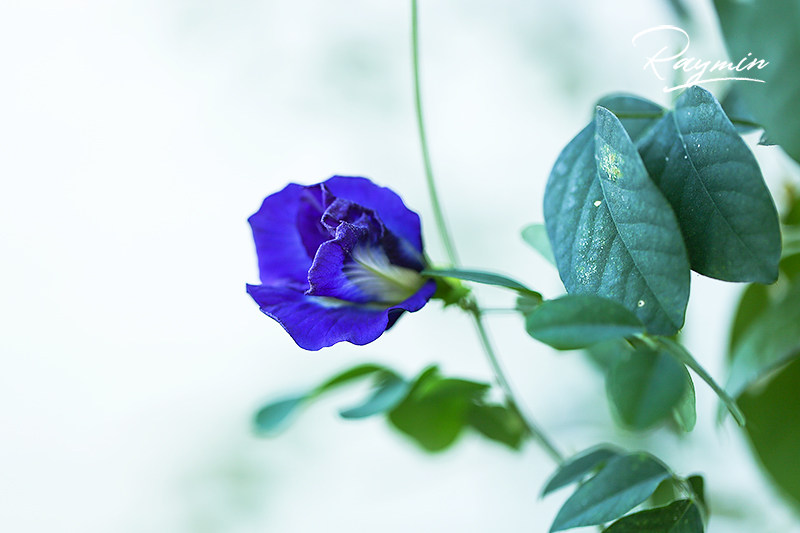 raymin蓝色藤本植物爬藤湿热热带花苗种子豆科时令草本花卉