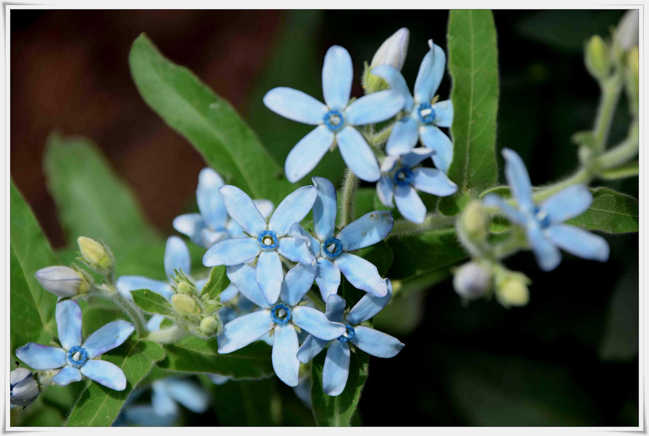 raymin蓝色耐热植物盆栽花卉种子圆瓣蓝星花天蓝时令草本花卉