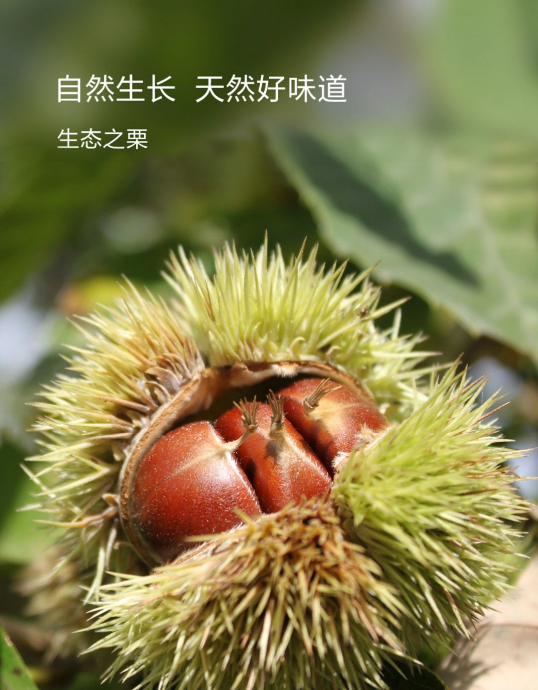9折) 最近30天销量:月销 152 笔 商品来源:        由卖家 青龙满族