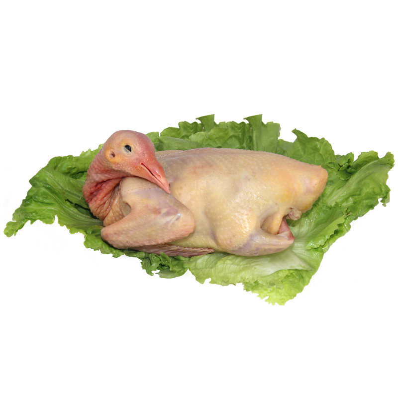 江浙沪顺丰包邮大瀛草鸽300g乳鸽鸽子土鸽肉鸽乳鸽