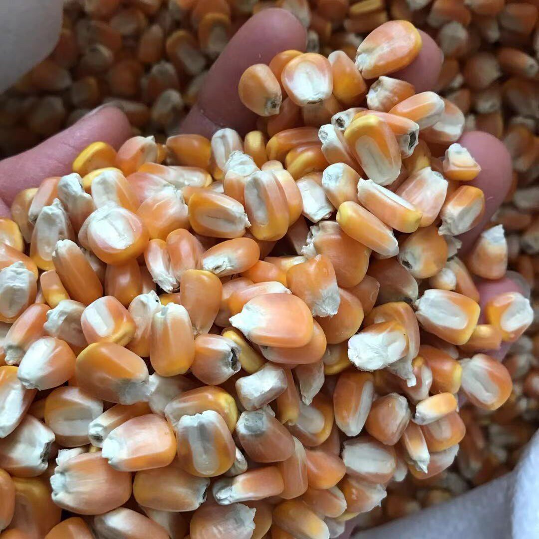 现磨玉米粉粗粮3斤广西农家烘焙食用玉米面粉玉米