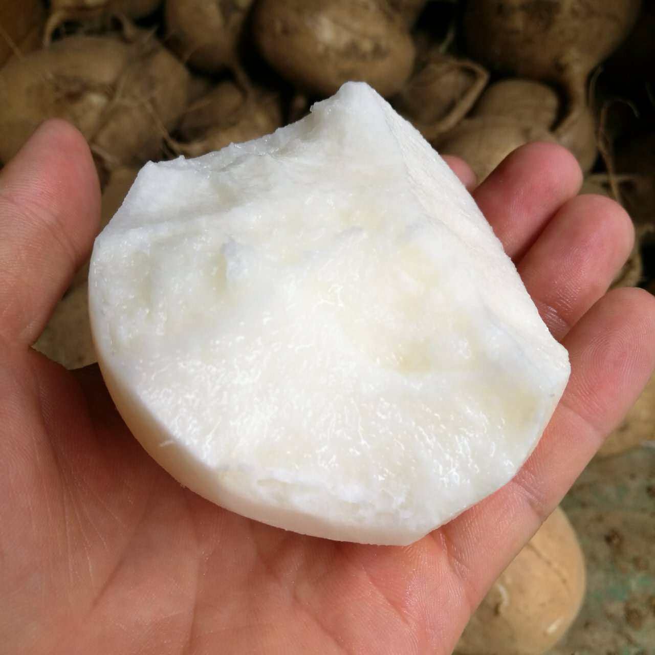 泡沫箱8斤装新鲜凉薯白地瓜豆薯 沙葛 地瓜 土瓜 地萝卜 地梨儿