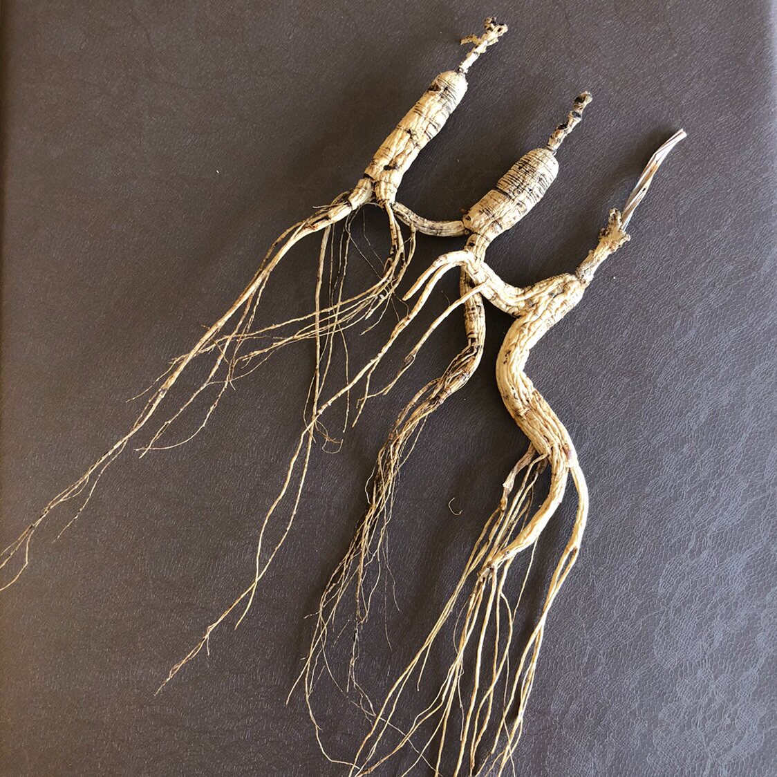 吉林长白山人参林下山下山野山移山单支散煲汤泡酒山参