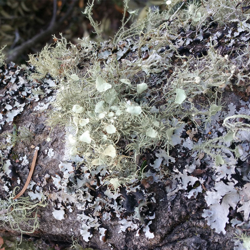 云南深山特产野生花菜凉拌拌菜树皮胡子山野菜特色干货及养生干料