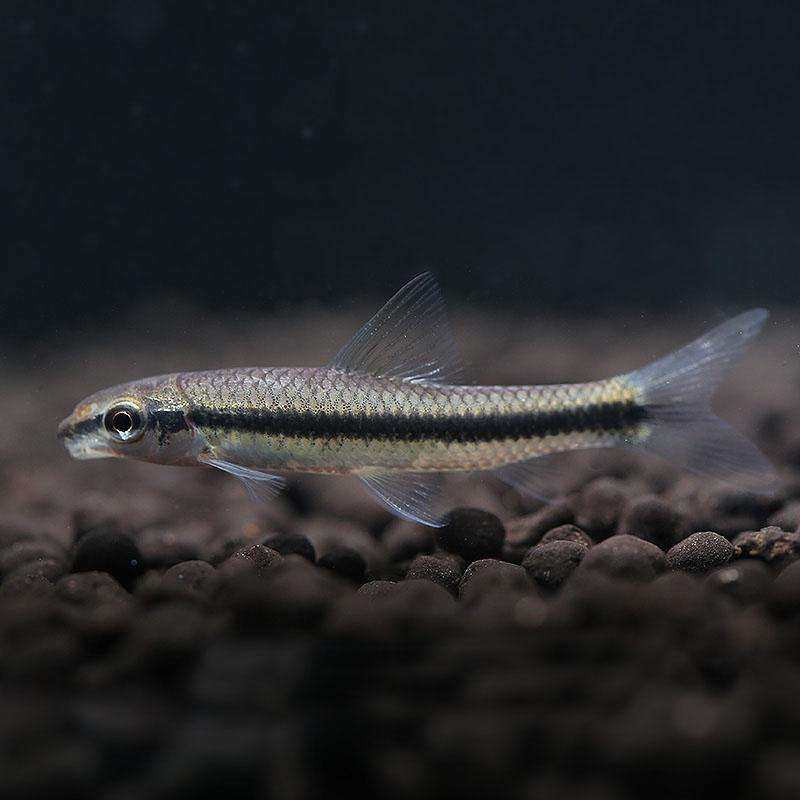 飞狐一线黑线小猴清洁青苔观赏鱼热带鱼活体包邮鱼