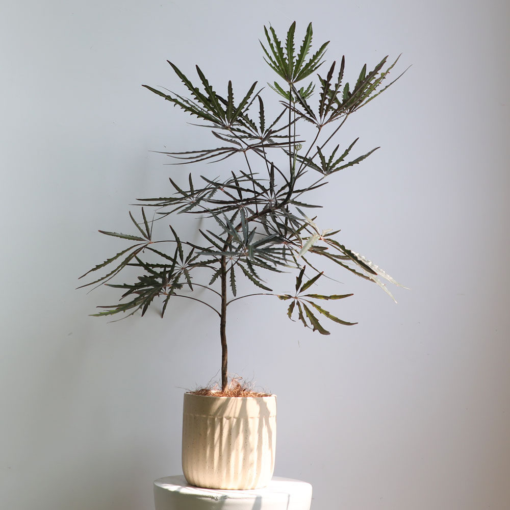 自然孔雀木老桩植物耐阴好养易活客厅室内绿植绿植