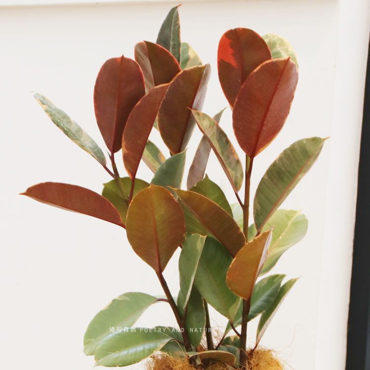 植物自然关公橡皮花叶耐阴好养绿植客厅阳台绿植