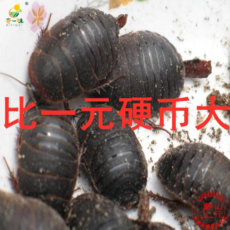 大母虫活体土元地鳖虫种虫产卵母土鳖接骨虫骨折用礼品500g包邮