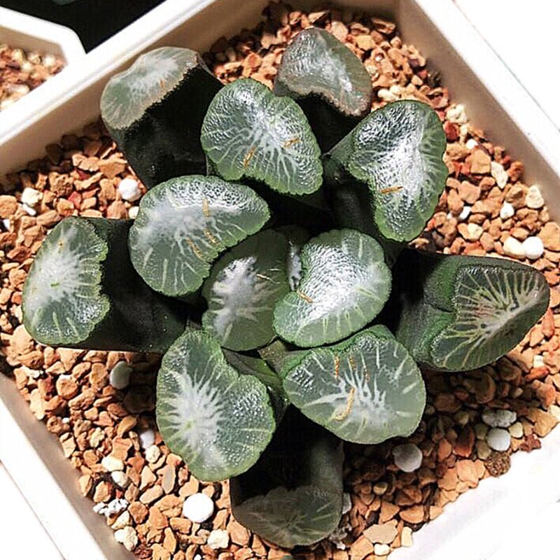 阿尔卑斯山万象多肉植物十二室内办公桌奇趣绿植盆栽多肉植物