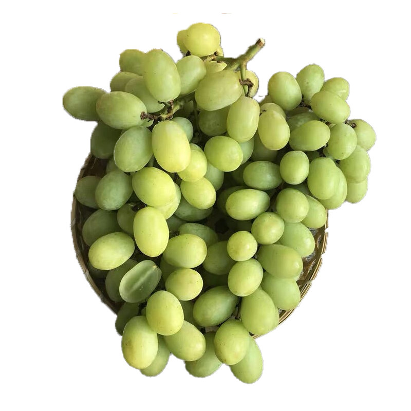 澳洲秋天酥甜地球秋天脆无籽autumncrisp脆甜无酸青提4斤