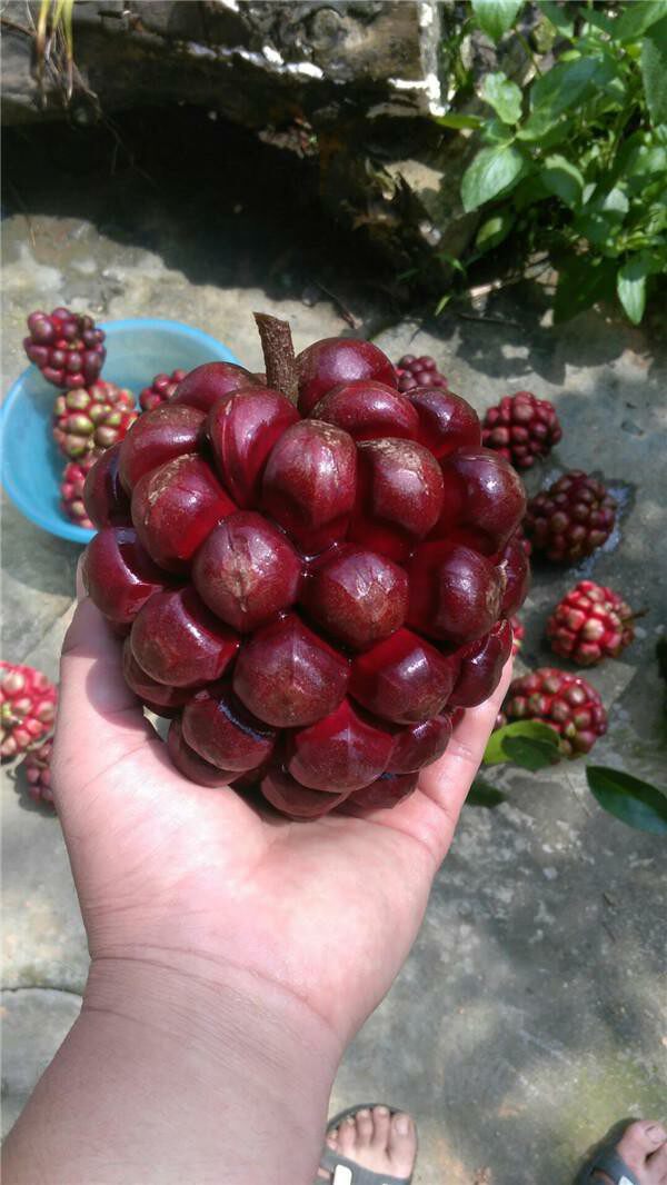 山河星新鲜生态水果布福娜老虎果子酒饭团菠萝葡萄其它