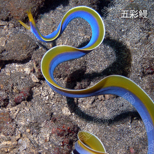五彩鳗花园鳗海鳝活体海水鱼鳗鱼观赏宠物鱼快递包活兴国海洋