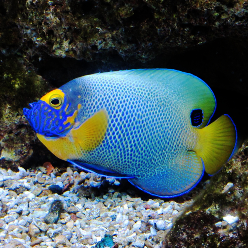 神仙蓝面活体海水大型仙鱼皇帝神仙海观赏宠物鱼