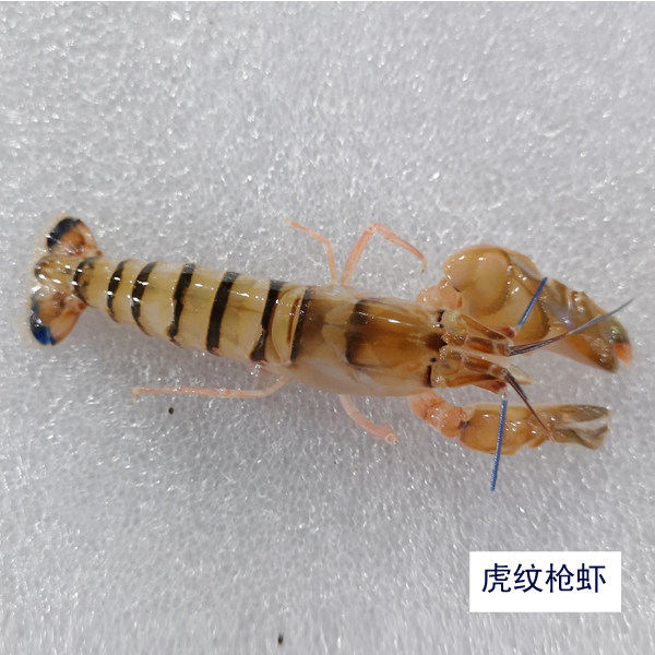 活体枪虾红纹绿枪虾鼓海水鱼缸观赏生物虾类虾