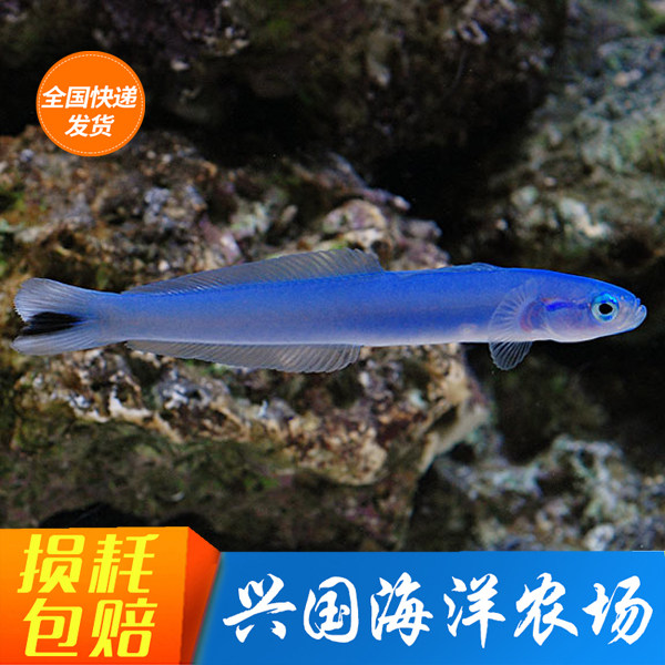 雷达喷射机灯管海水观赏鱼活体鱼缸虾虎小丑鱼养定鱼