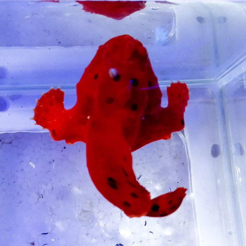 躄鱼毛快递海水另类跛脚躄鱼鱇鱼虎鮟五角五脚鱼