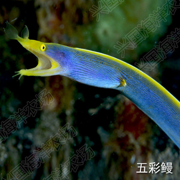 五彩鳗花园鳗海鳝活体海水鱼鳗鱼观赏宠物鱼快递包活兴国海洋