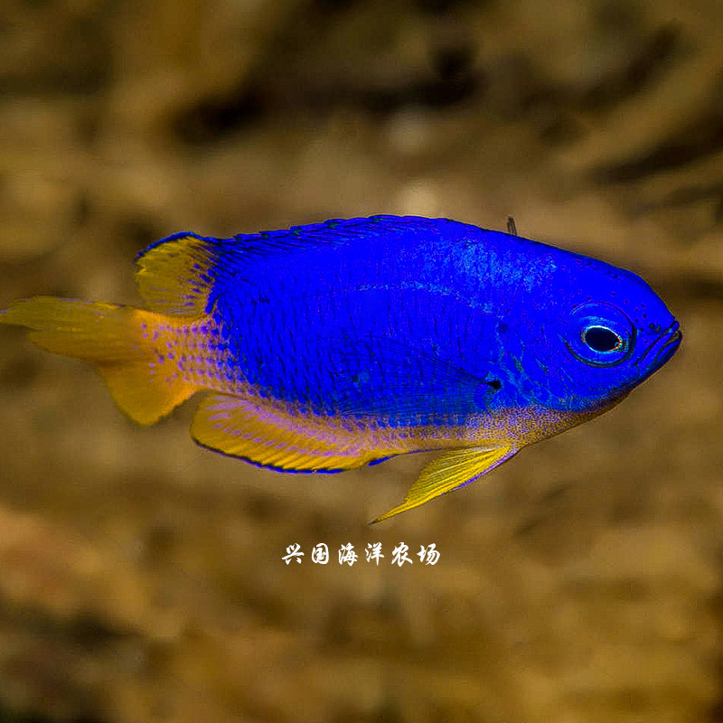 蓝魔子弹黄肚黄闯缸新手海水活体观赏鱼小丑快递鱼
