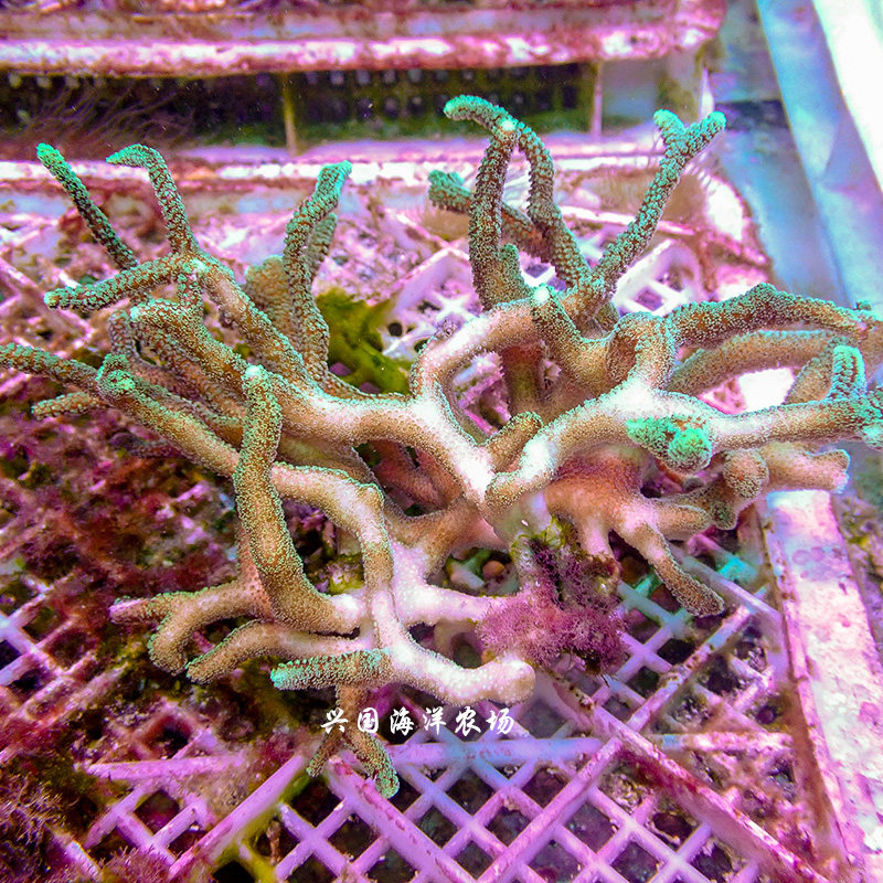鸟巢南太所罗门绿底粗枝荧光sps硬骨珊瑚珊瑚海其它水族宠物