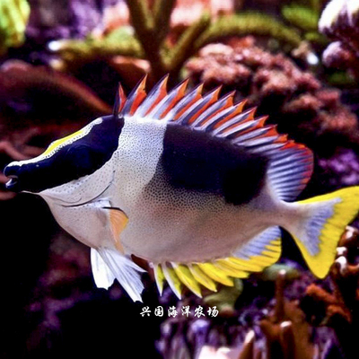 七彩狐狸红鳍东印度狐狸彩色兔子素食珊瑚缸海缸除藻快递包活兴国