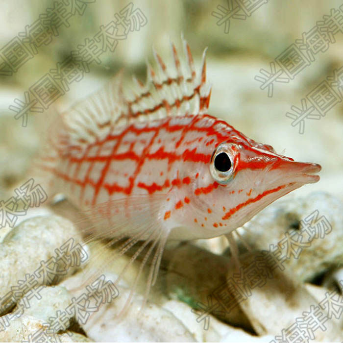 尖嘴红格美国红鹰2b活体海水观赏鱼缸底栖吃鱼