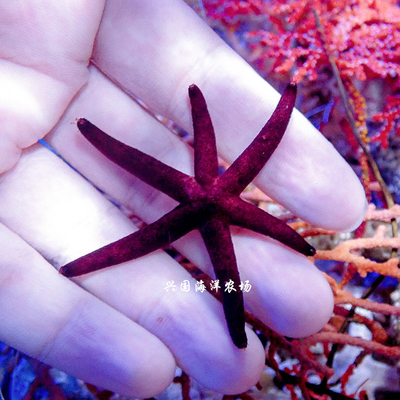 印尼手指暗红红海星海水珊瑚活体海洋生物顺丰快递其它水族宠物