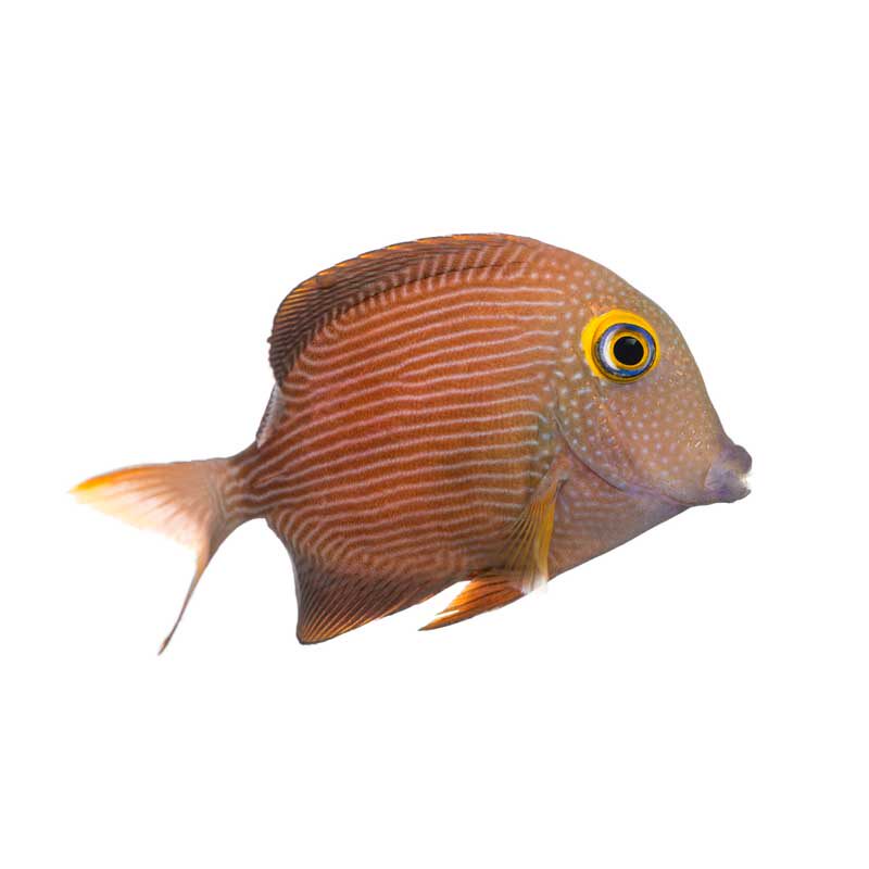 金眼吊活体海水夏威夷蓝眼吊海缸吃藻吊类快递包活鱼