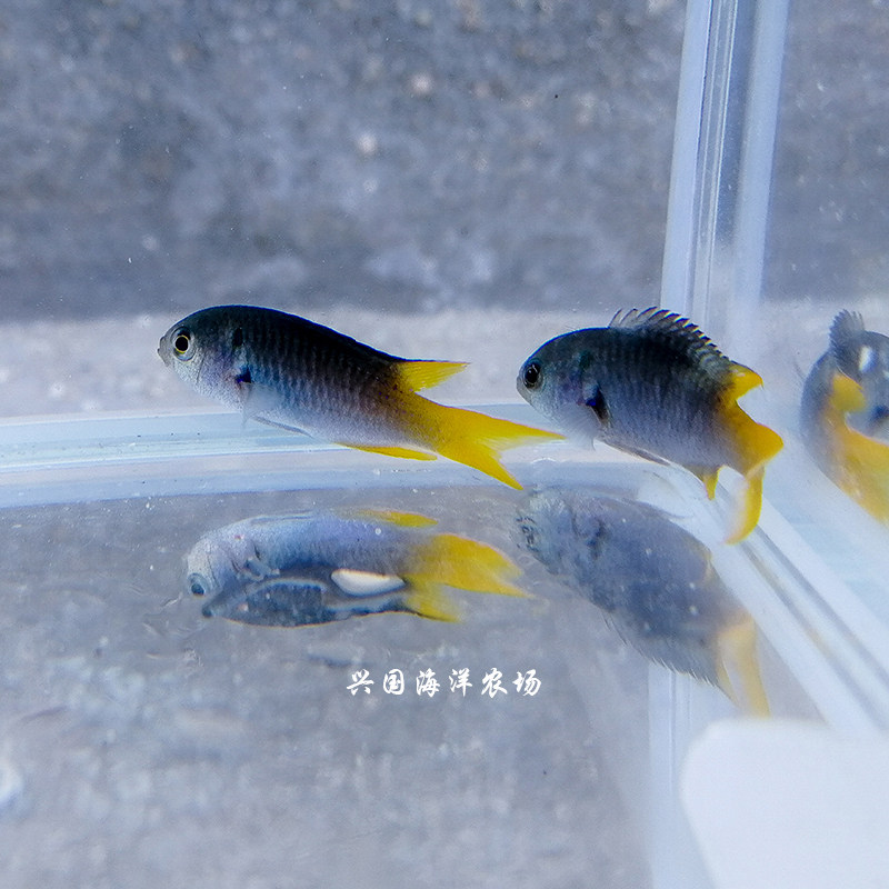 西施魔黄尾蓝魔青魔 四间雀海水鱼活体新手海缸兴国海洋农场 - 爱购网