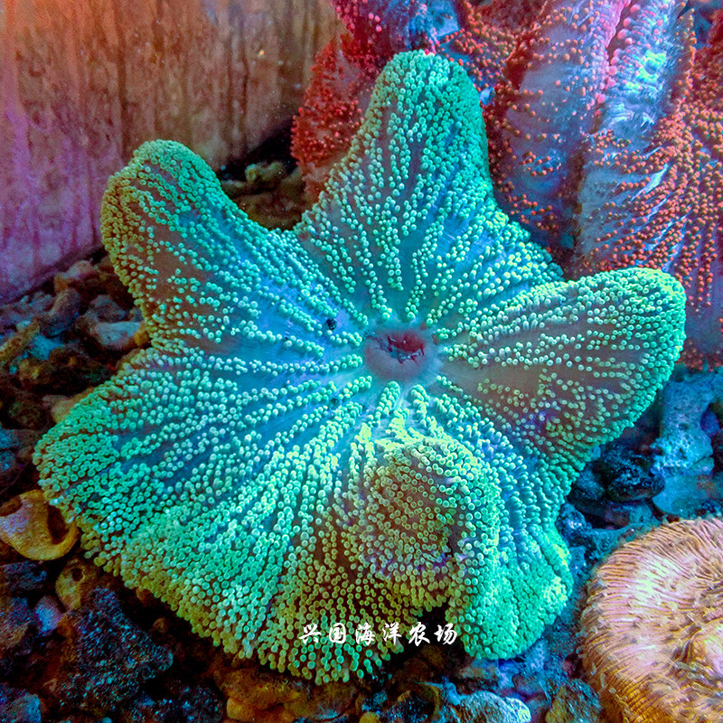 地毯海葵短须绿地珊瑚活体海水lps小丑鱼共生其它水族宠物