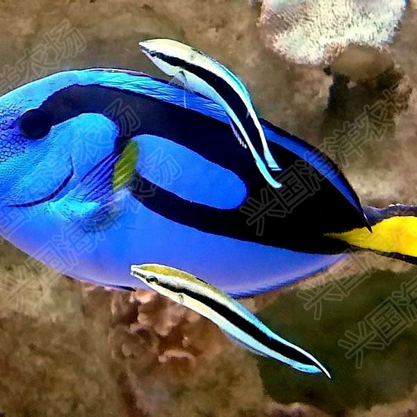 医生飘飘裂唇海水活体兴国海洋农场快递发货鱼