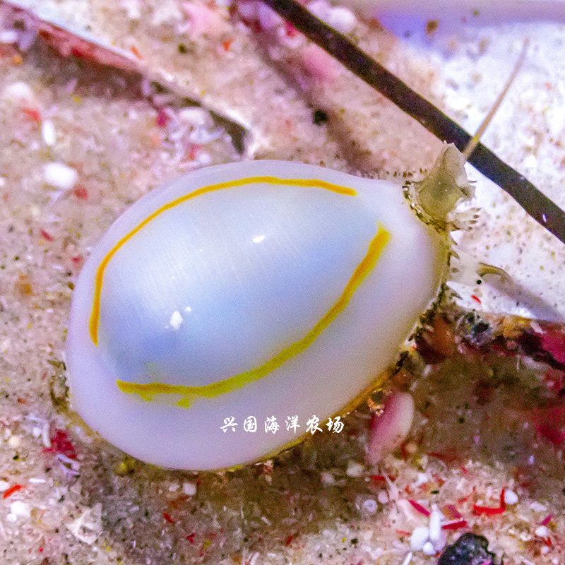 金环宝螺食藻红泥杂藻不吃珊瑚牛眼螺蝾螺紫点螺