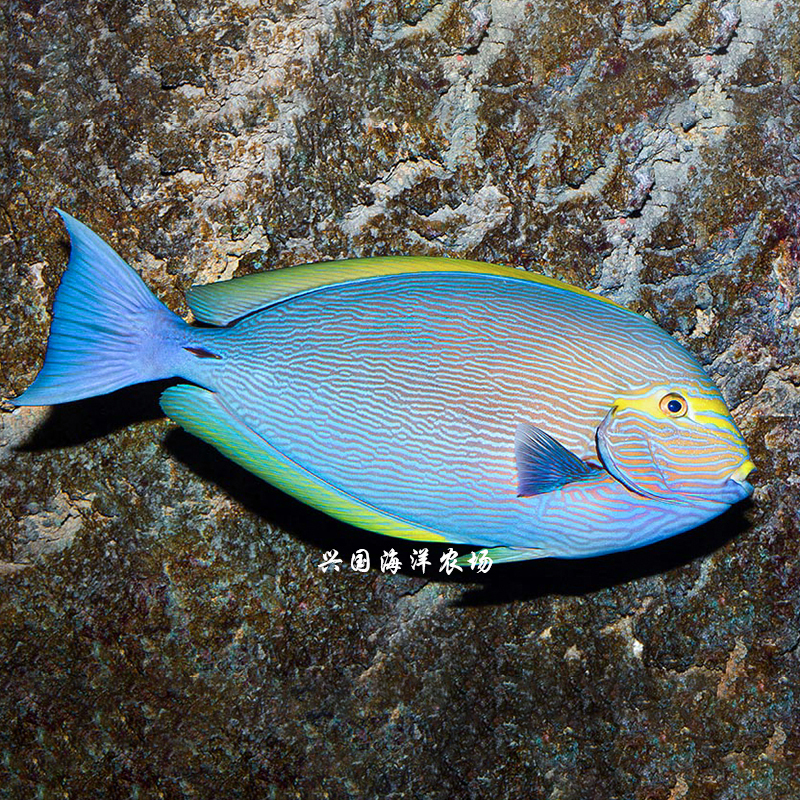 西瓜纹吊橙波三角大帆黄金吊蓝兴国海洋农场鱼