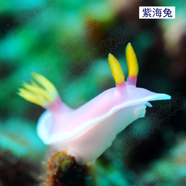 紫海兔蓝幻彩海兔网纹白海兔绿蓝丝绒菠萝海牛食苔蛞蝓活体海水鱼