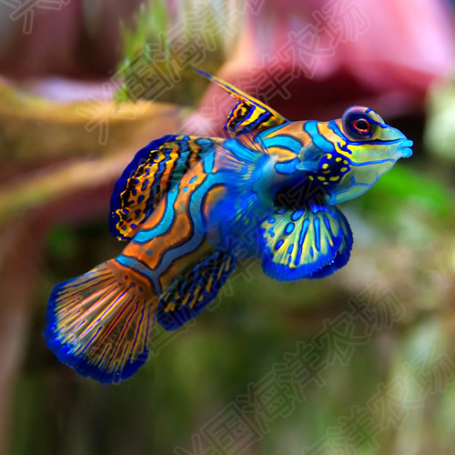 五彩青蛙 圆点青蛙皇冠青蛙鱼活体海水观赏鱼宠物养定快递包活 - 爱购