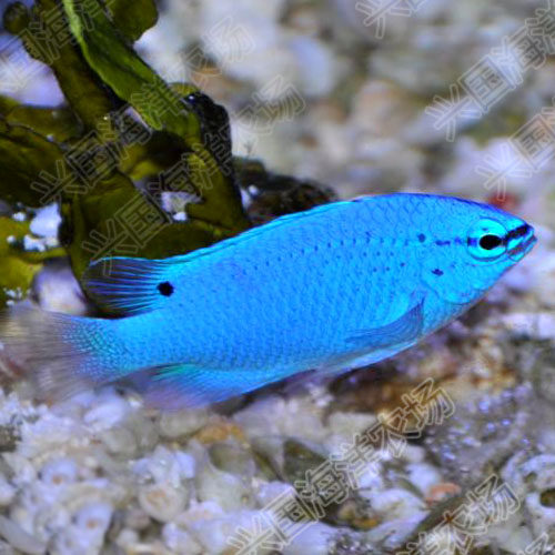 蓝魔活体海水新手海手海缸闯缸全蓝小鱼快递包活鱼