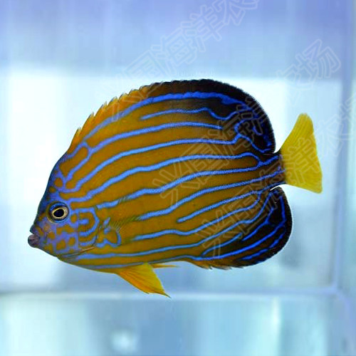 金蝴蝶马鞍快递鱼定神仙型号观赏鱼女王鱼