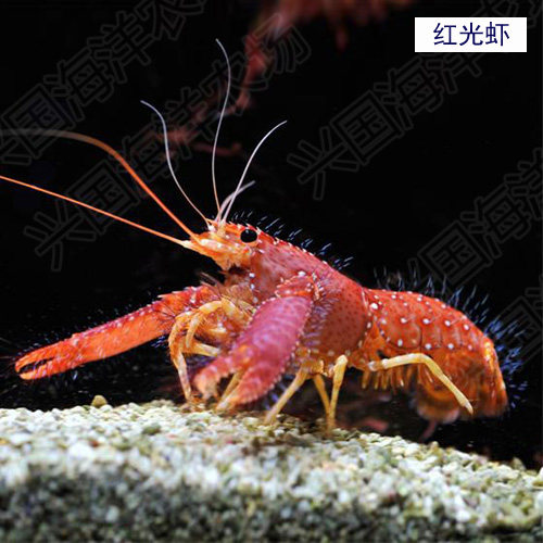 红光海水活体虾类紫光火焰虾鳌快递包活兴国虾